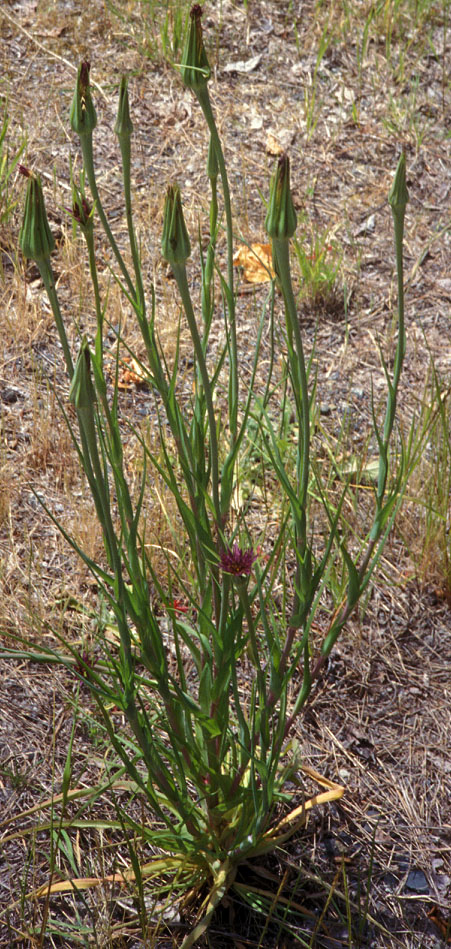 Salsify