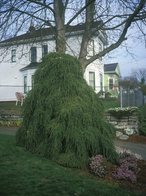 Weeping hemlock over 8 feet tall