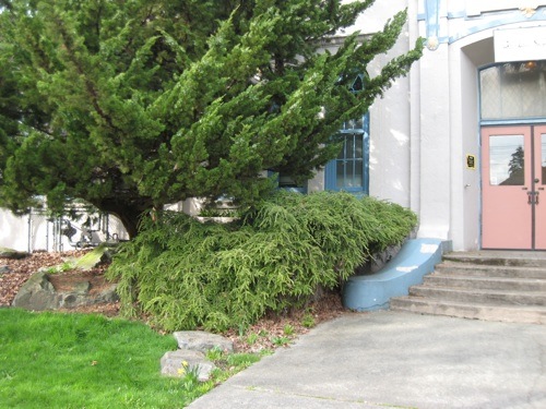 very wide Weeping hemlock