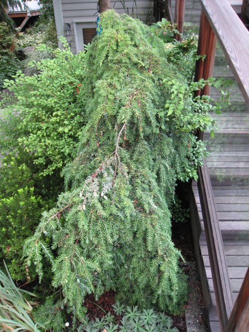 'Thorsen's Weeping' hemlock