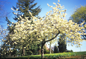 <i>Prunus</i> 'Ukon'