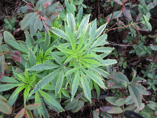 Wild Hemp plant enduring February 2016.