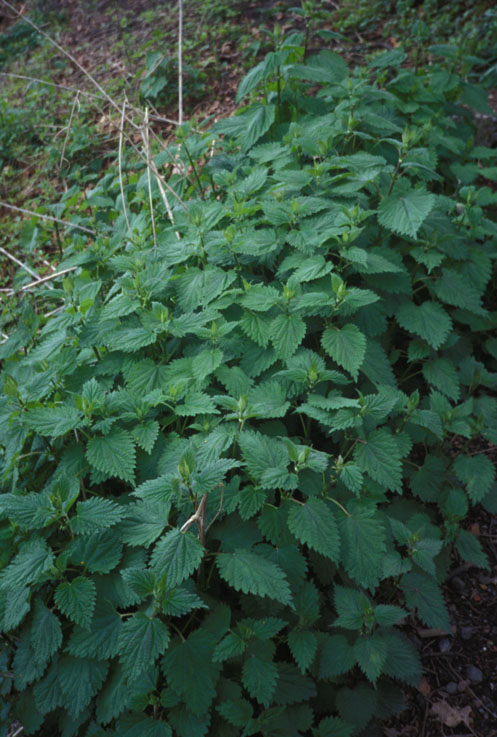 Nettle