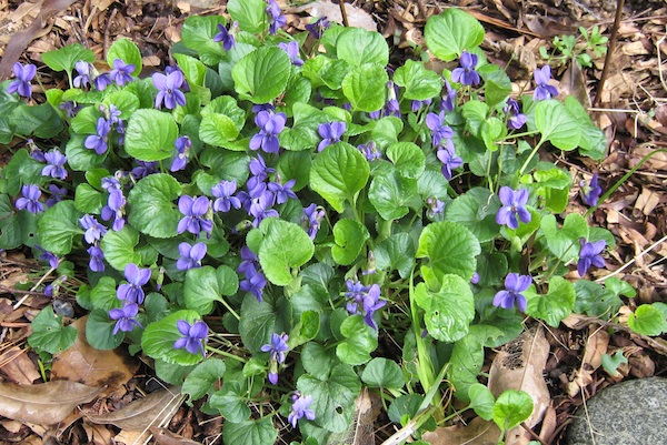 Viola odorata