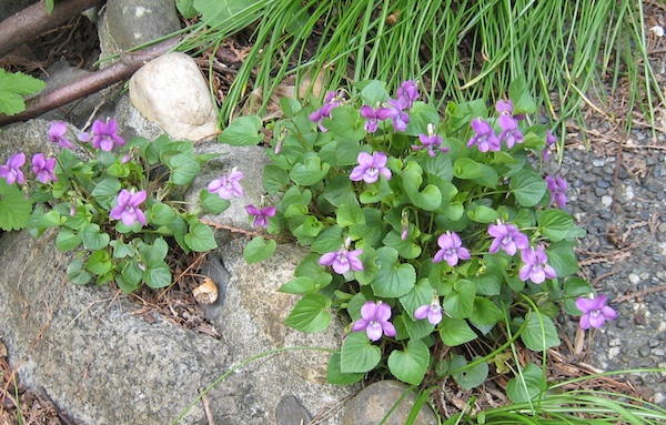 Viola Riviniana