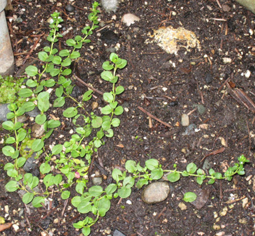 Veronica serpyllifolia