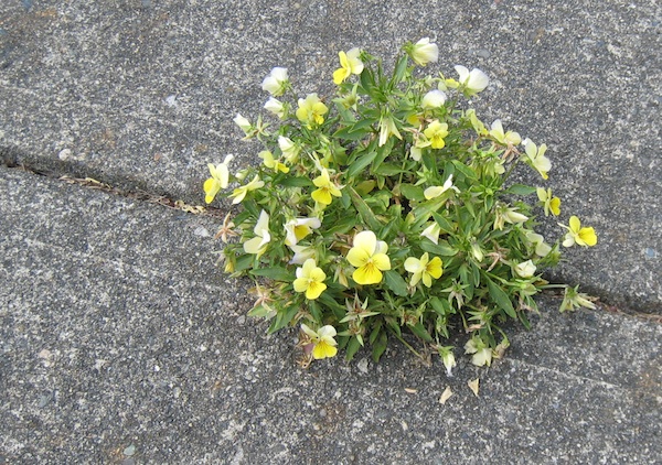 Viola tricolor yellow form