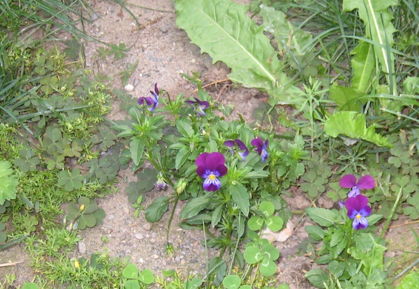 Viola tricolor