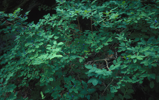 Huckleberries in mountains