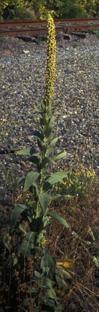 Mullein