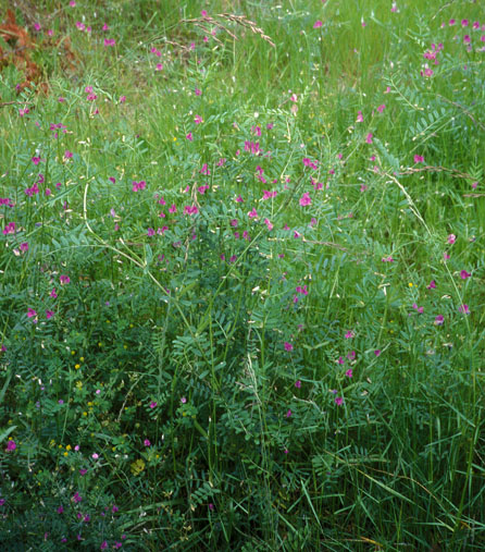 Vetch