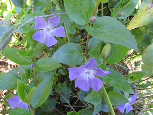 ordinary Vinca major