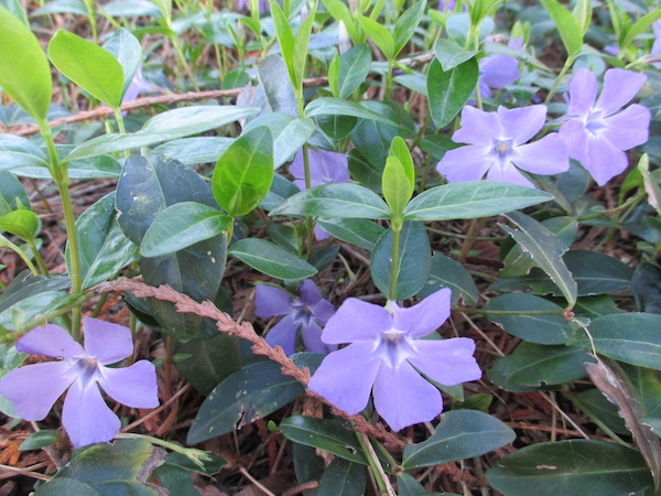 ordinary Vinca minor