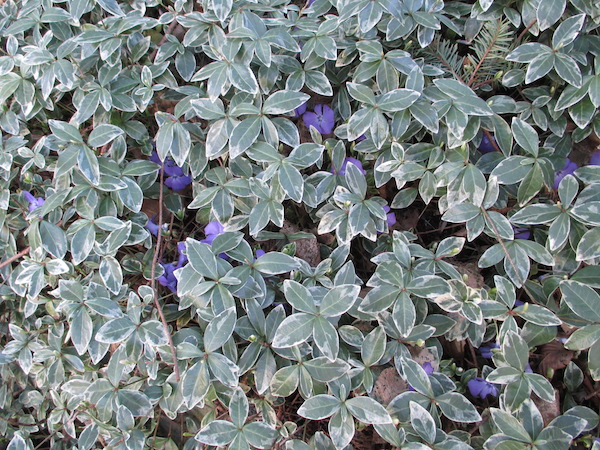 Vinca minor silver variegated