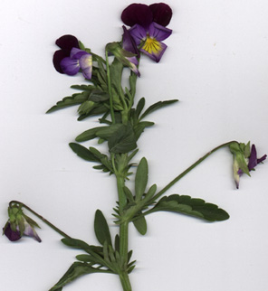 Viola tricolor