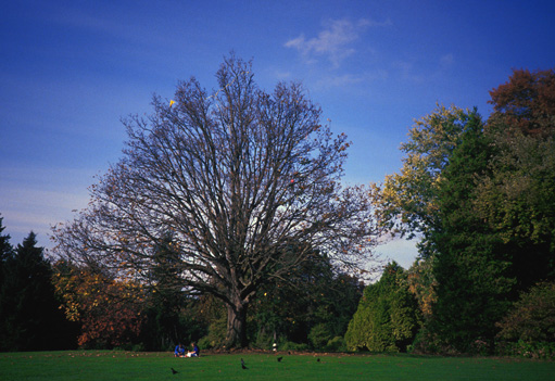 Volunteer Park Bigleaf Maple