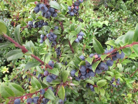 Evergreen Huckleberries scan