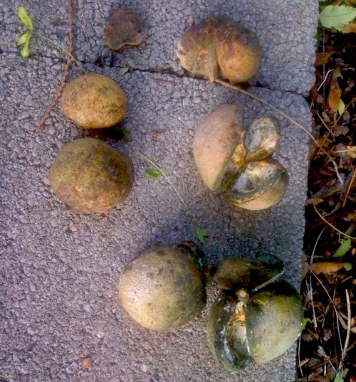 Fruit husks of Yellow-horn