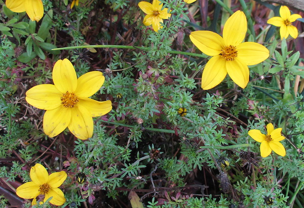 Bidens ferulifolia