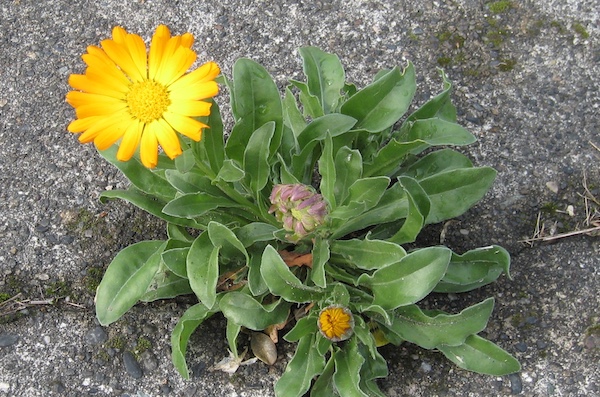 Calendula officinalis