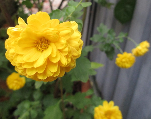 Chrysanthemum x grandiflora