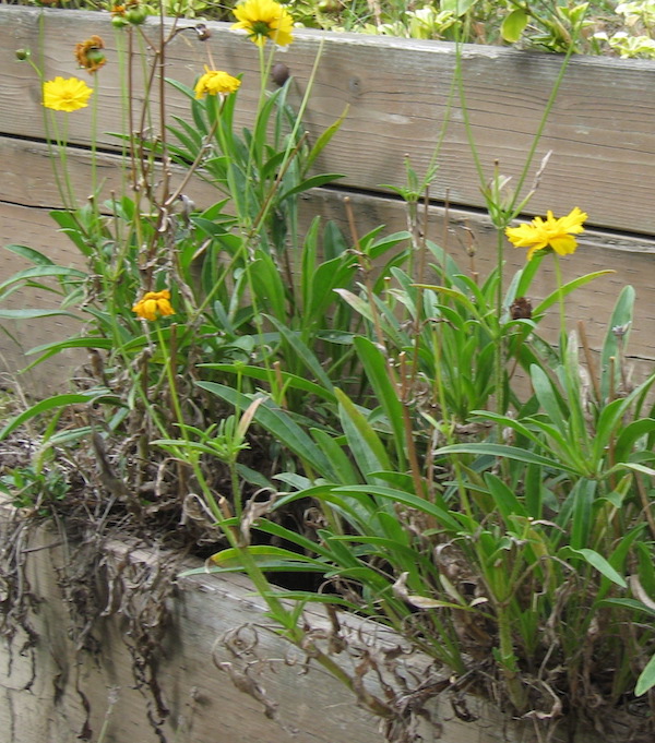 Coreopsis