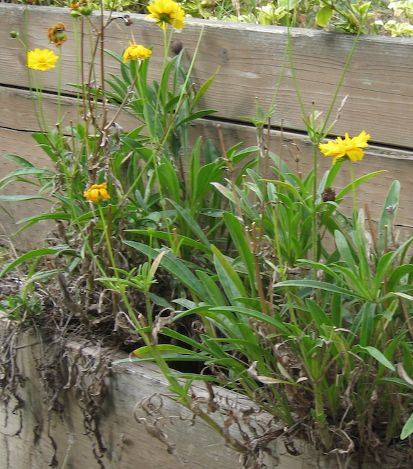 Coreopsis