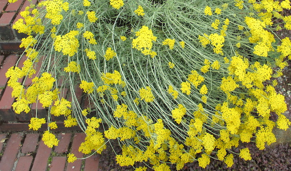 Helichrysum italicum