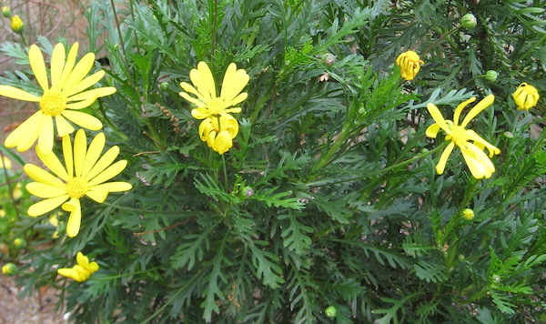 Euryops