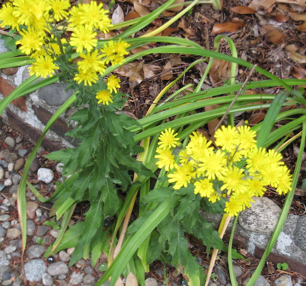 Hieracium sabaudum