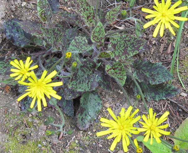 Hieracium maculatum