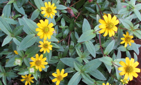 Sanvitalia procumbens