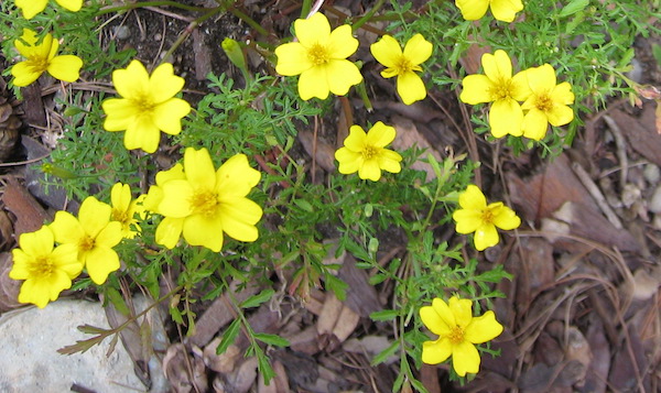 Tagetes