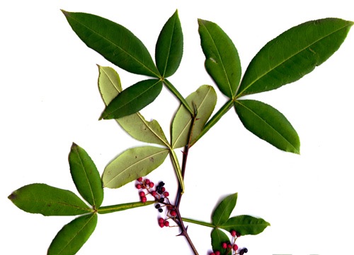 <i>Zanthoxylum armatum</i>