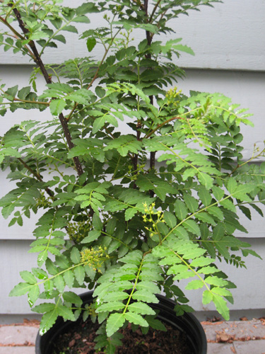 <i>Zanthoxylum piperitum</i>