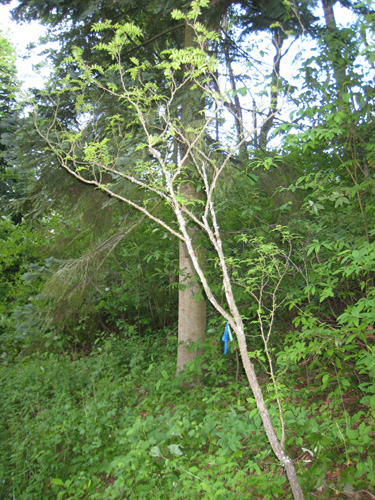 <i>Zanthoxylum piperitum</i>