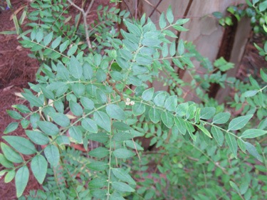 <i>Zanthoxylum schinifolium</i>