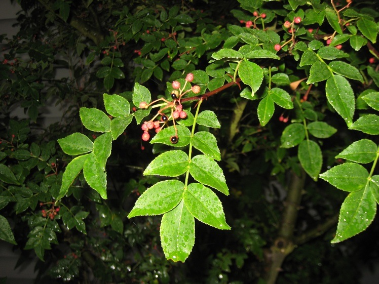 <i>Zanthoxylum simulans</i> in seed