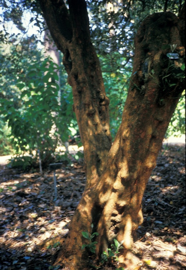 big Pineapple Guava trunk in San Francisco