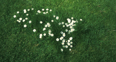 lawn daisies
