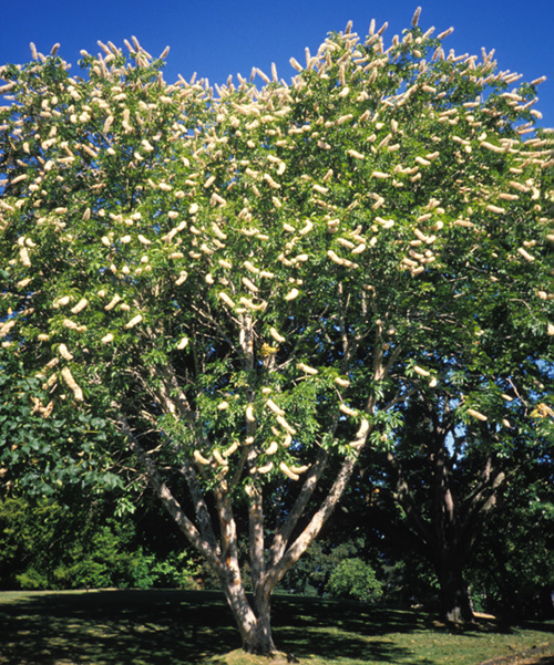 California Buckeye; <i>Æsculus californica</i>