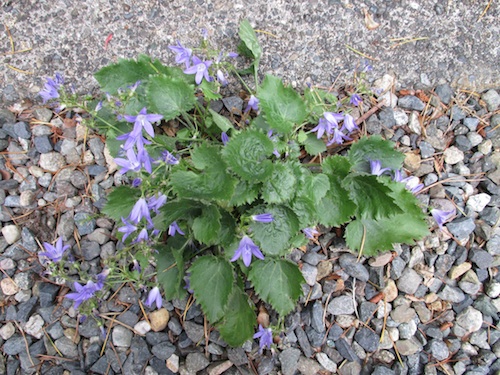 Campanula Poscharskyana