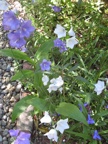 Campanula persicifolia