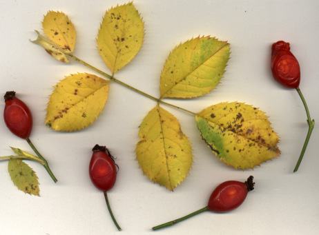 Rosa canina hips