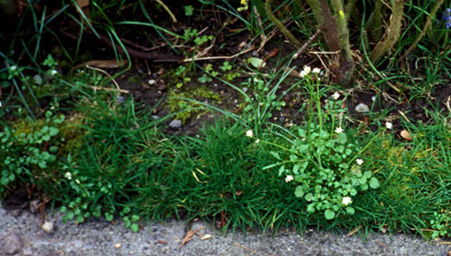 Hairy Bittercress