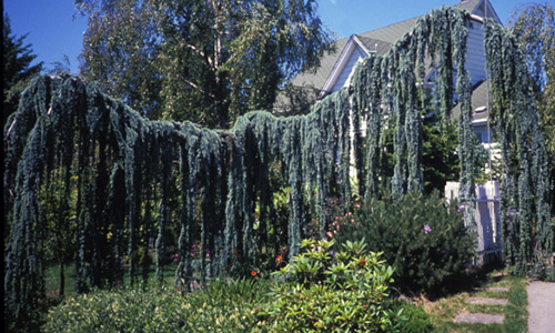 Weeping Blue Atlas Cedar; <i>Cedrus atlantica</i> 'Glauca Pendula'