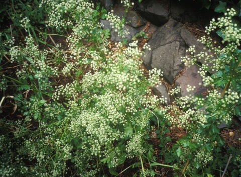 Celery in flower photo