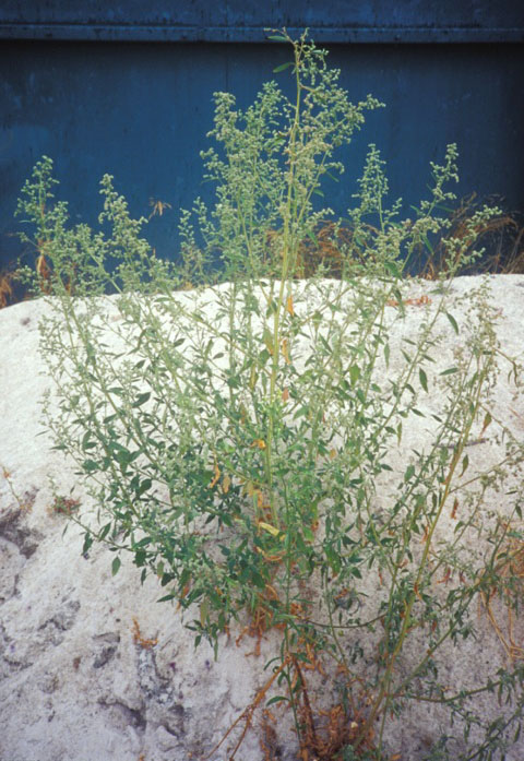 Lambsquarters