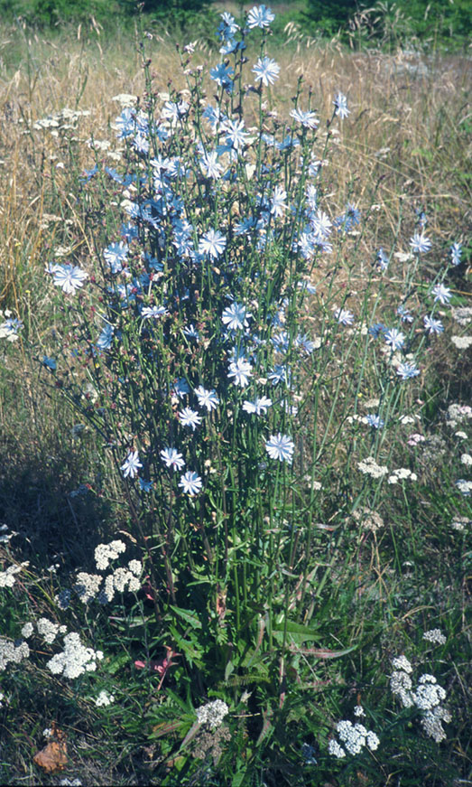 Chicory