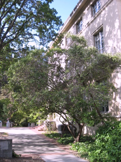 Comarostaphylis diversifolia at Berkeley